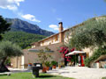 Olive Oil in Provence